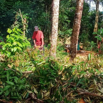 Antisipasi Kerusakan, Kamad MIS Karama Serukan Penebangan Pohon di Sekitar Madrasah