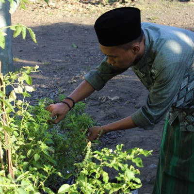 Budidaya Mandiri, Guru Tahfizh Ponpes As’adiyah Galung Beru Manfaatkan Pekarangan Pesantren