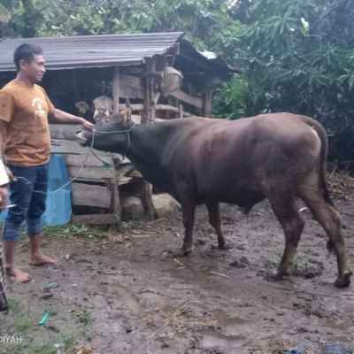 Program Qurban 1443H Bersama Ponpes As’adiyah Galung Beru