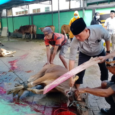 11 Ekor Sapi Disembelih Kakan Kemenag Bone