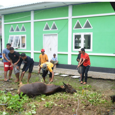 Hari Raya Idul Adha 1443 H / 2022 M, ASN Kemenag Sinjai Qurban 2 Ekor Sapi