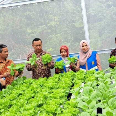 Kakan Kemenag Panen Sayuran di Kebun Hidroponik Pontren Zubdatul Asrar NU