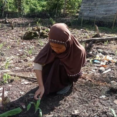 Wow, Tanaman Jagung Peserta Didik MI As'adiyah Kindang Sudah Mulai Nampak